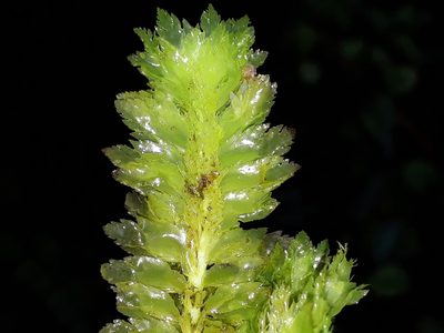 Schistochila appendiculata, photographed by Leon Perrie