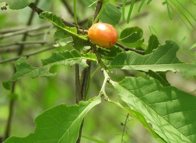 Casearia corymbosa, photographed by Francisco Farriols Sarabia