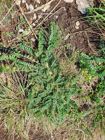 Astragalus depressus, photographed by Michael D. Pirie