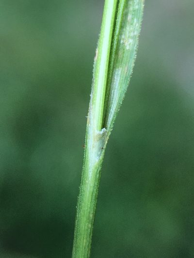 Carex luzulina, photographed by Matt Berger