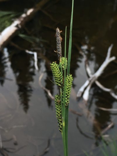 Carex kelloggii, photographed by Matt Berger