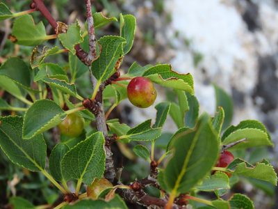 Rhamnus saxatilis, photographed by Emanuele Santarelli