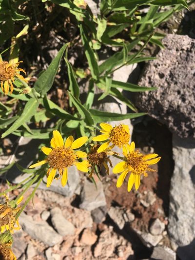 Arnica longifolia, photographed by Matt Berger