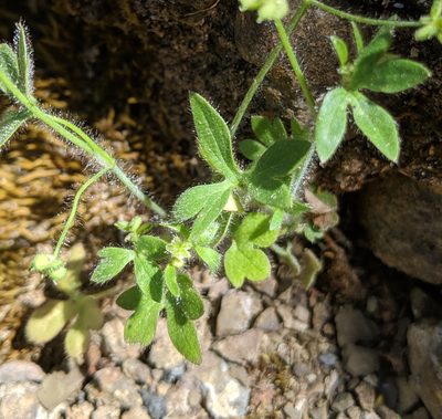 Ranunculus hebecarpus, photographed by Alex Heyman