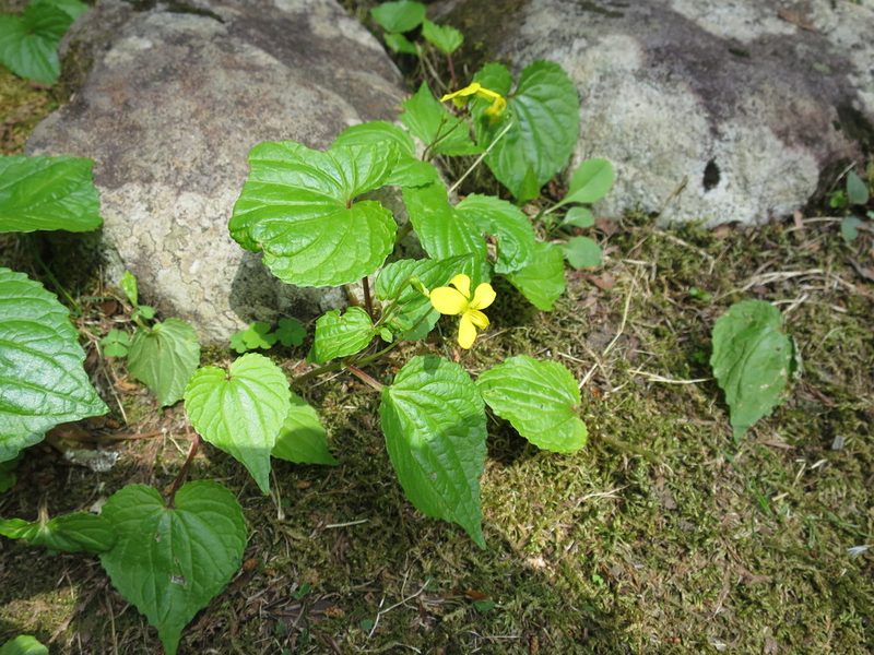 Viola brevistipulata, photographed by Yoshihiro Tokue