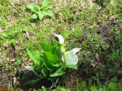 Lysichiton camtschatcensis, photographed by Yoshihiro Tokue
