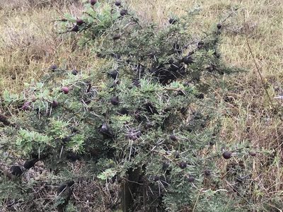 Vachellia drepanolobium, photographed by Tim Hirsch
