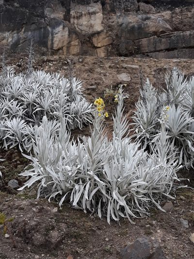 Senecio niveoaureus, photographed by Ileana Herrera