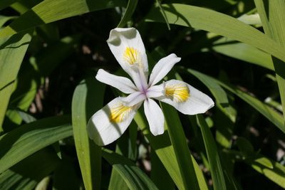 Iris tenuis, photographed by Ed Alverson