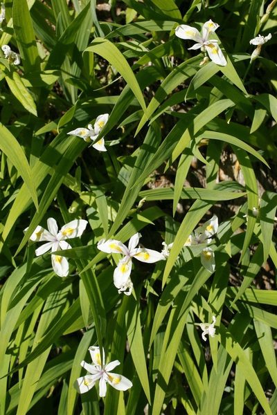 Iris tenuis, photographed by Ed Alverson