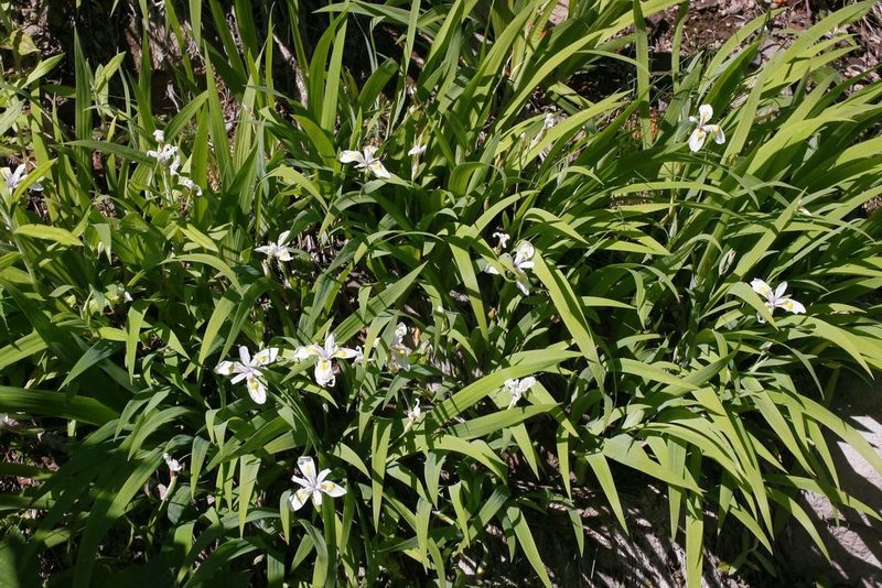 Iris tenuis, photographed by Ed Alverson