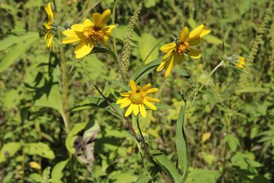 Helianthus giganteus, photographed by Quinten Wiegersma