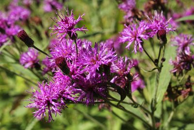 Vernonia missurica, photographed by Quinten Wiegersma