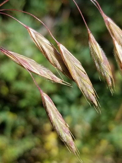 Bromus porteri, photographed by Rod