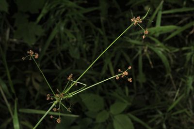 Scirpus hattorianus, photographed by Quinten Wiegersma