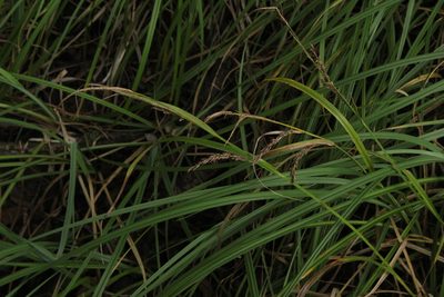Carex hyalinolepis, photographed by Quinten Wiegersma