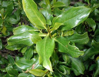 Myoporum semotum, photographed by Peter de Lange