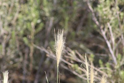 Leptochloa crinita, photographed by Eliseo D Moreno
