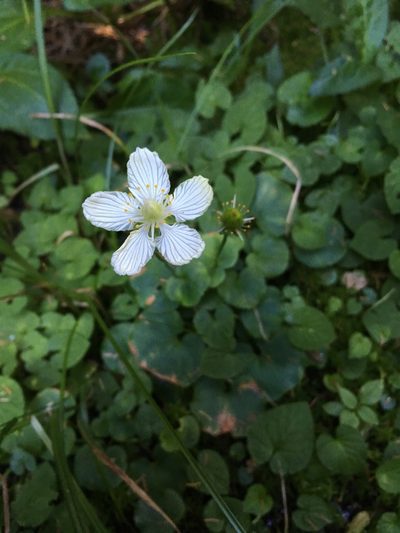 Parnassia asarifolia, photographed by Scott Morris