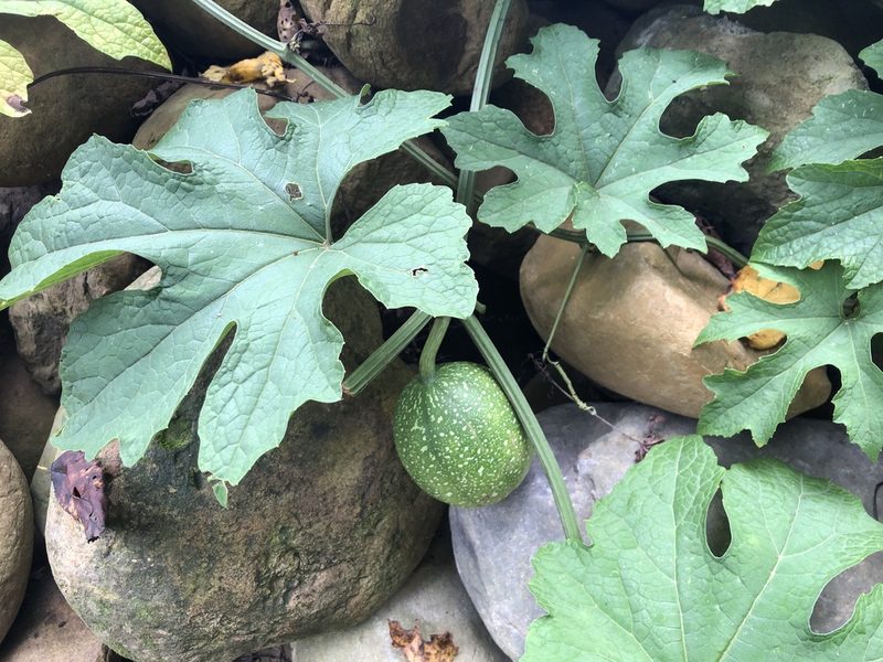 Trichosanthes laceribractea, photographed by 黃美滿