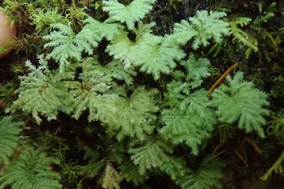 Hypopterygium flavolimbatum, photographed by Randal