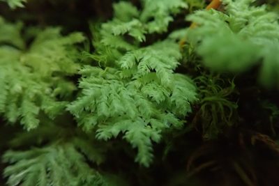 Hypopterygium flavolimbatum, photographed by Randal