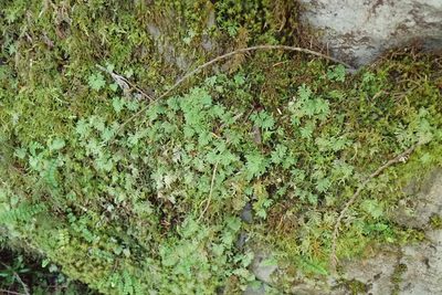 Hypopterygium flavolimbatum, photographed by Randal