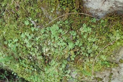 Hypopterygium flavolimbatum, photographed by Randal