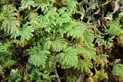 Hypopterygium flavolimbatum, photographed by Randal