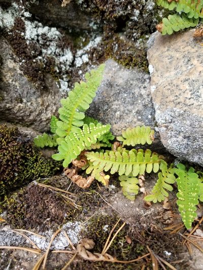 Polypodium saximontanum, photographed by Rod