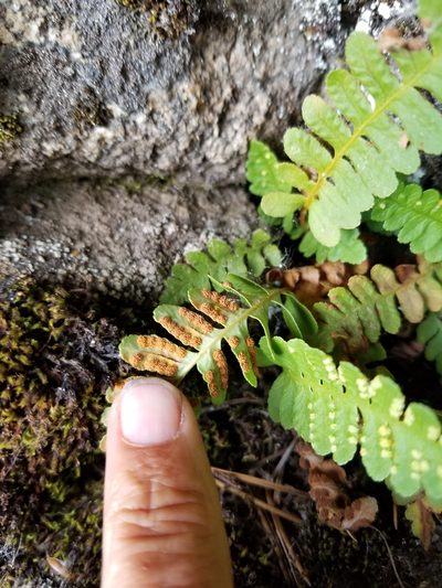 Polypodium saximontanum, photographed by Rod