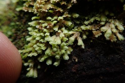 Scapania umbrosa, photographed by Randal