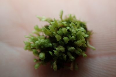 Scapania umbrosa, photographed by Randal