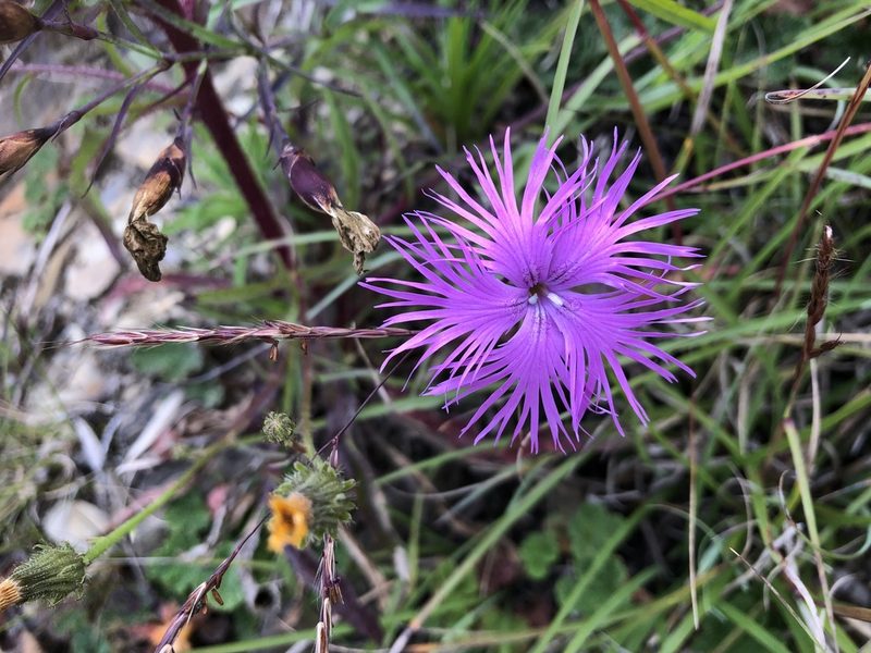 Dianthus pygmaeus, photographed by 黃美滿