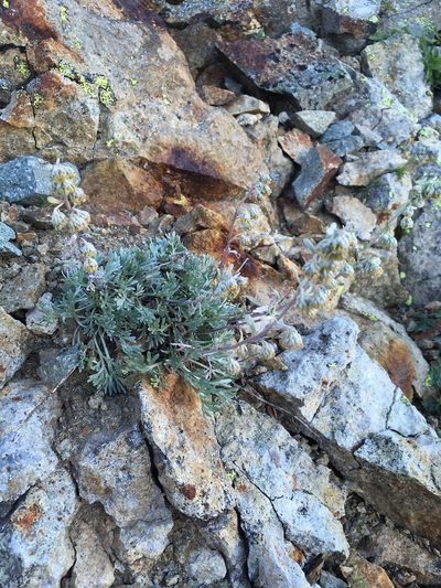 Artemisia furcata, photographed by Matt Berger