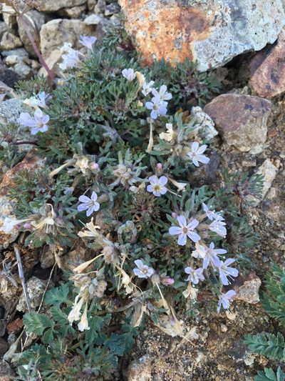 Collomia larsenii, photographed by Matt Berger