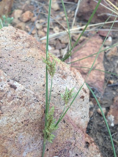 Cyperus sphaerolepis, photographed by Oscar C. González Martínez