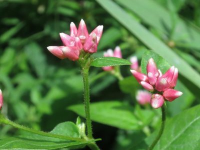 Polygonum thunbergii, photographed by Repina Tatyana