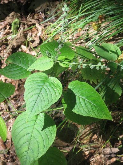Circaea cordata, photographed by Repina Tatyana