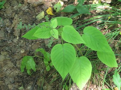 Circaea cordata, photographed by Repina Tatyana