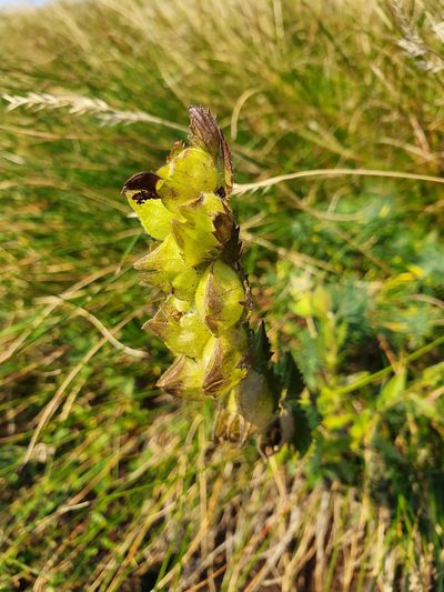 Rhinanthus rumelicus, photographed by Michael D. Pirie