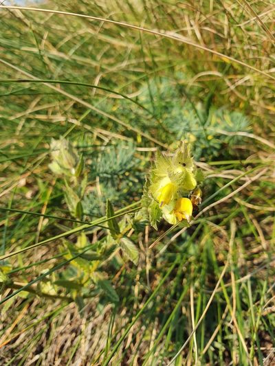Rhinanthus rumelicus, photographed by Michael D. Pirie