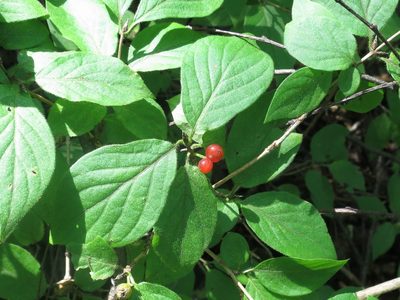 Lonicera chrysantha, photographed by Repina Tatyana