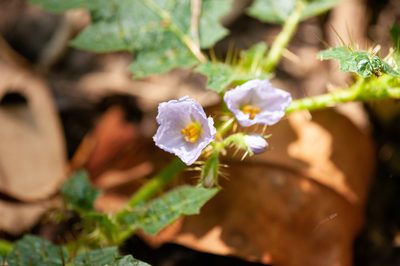 Solanum ditrichum, photographed by Rolf Lawrenz