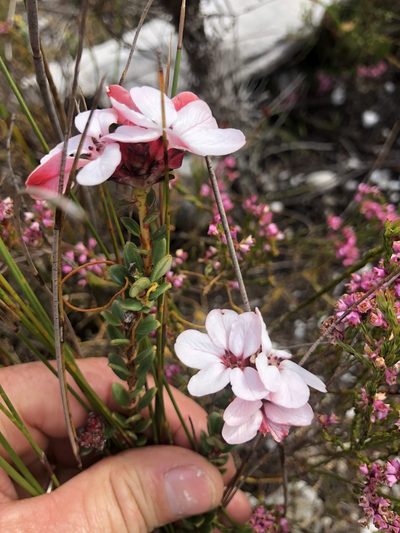 Adenandra viscida, photographed by Sean Privett