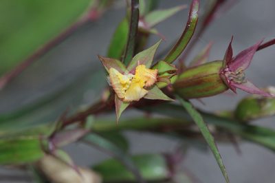 Ludwigia perennis, photographed by Franz Anthony