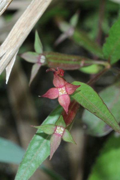 Ludwigia perennis, photographed by Franz Anthony