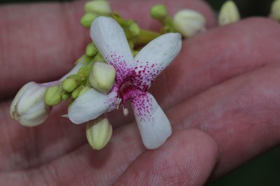 Pseuderanthemum maculatum, photographed by Franz Anthony