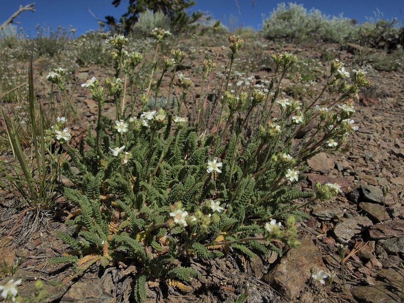 Potentilla hispidula, photographed by Jim Morefield