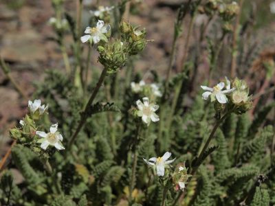 Potentilla hispidula, photographed by Jim Morefield